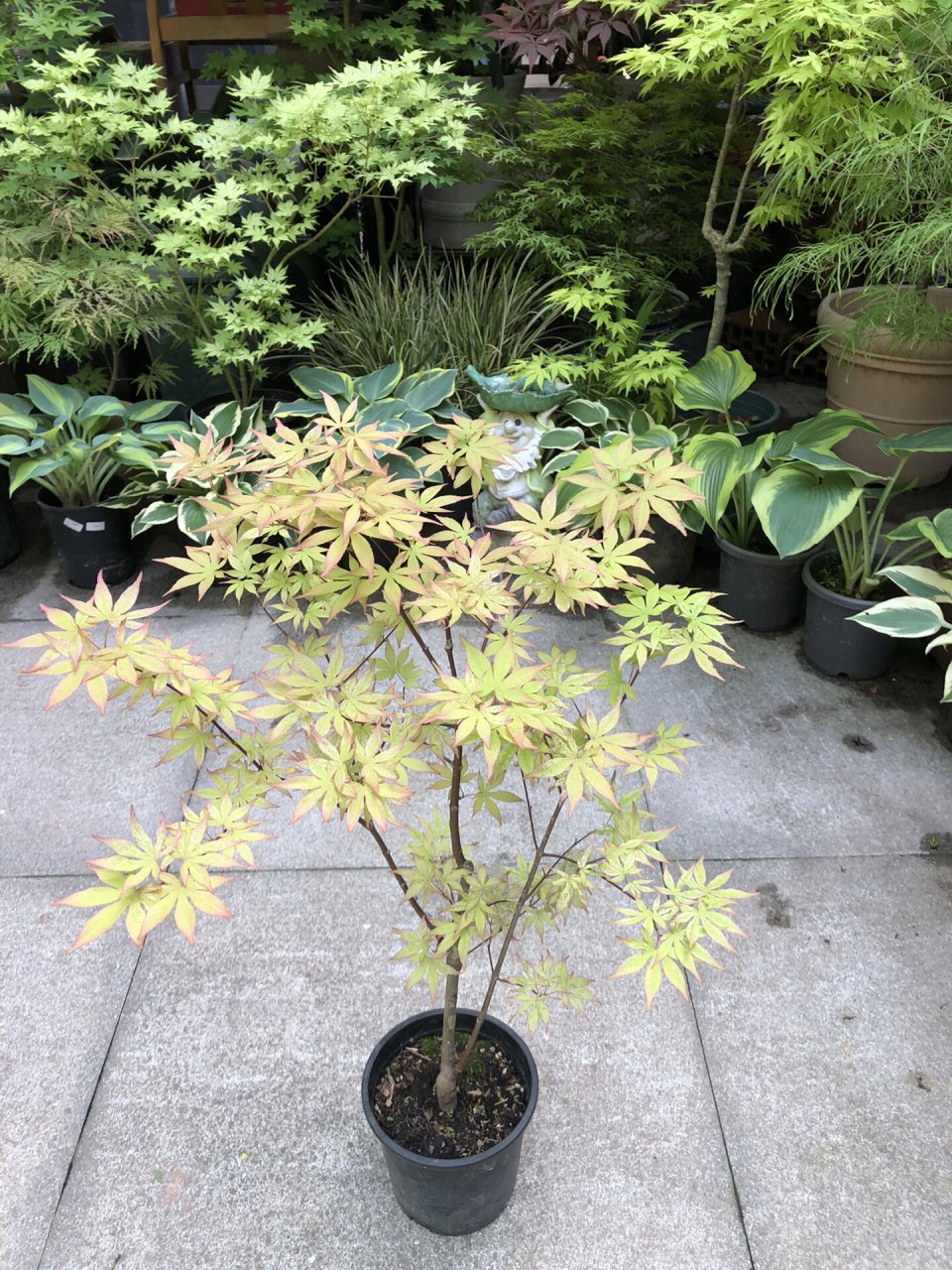 日本枫树—浮云 别真成"浮云"了,今年川渝两地的老苗浮云表现都不错