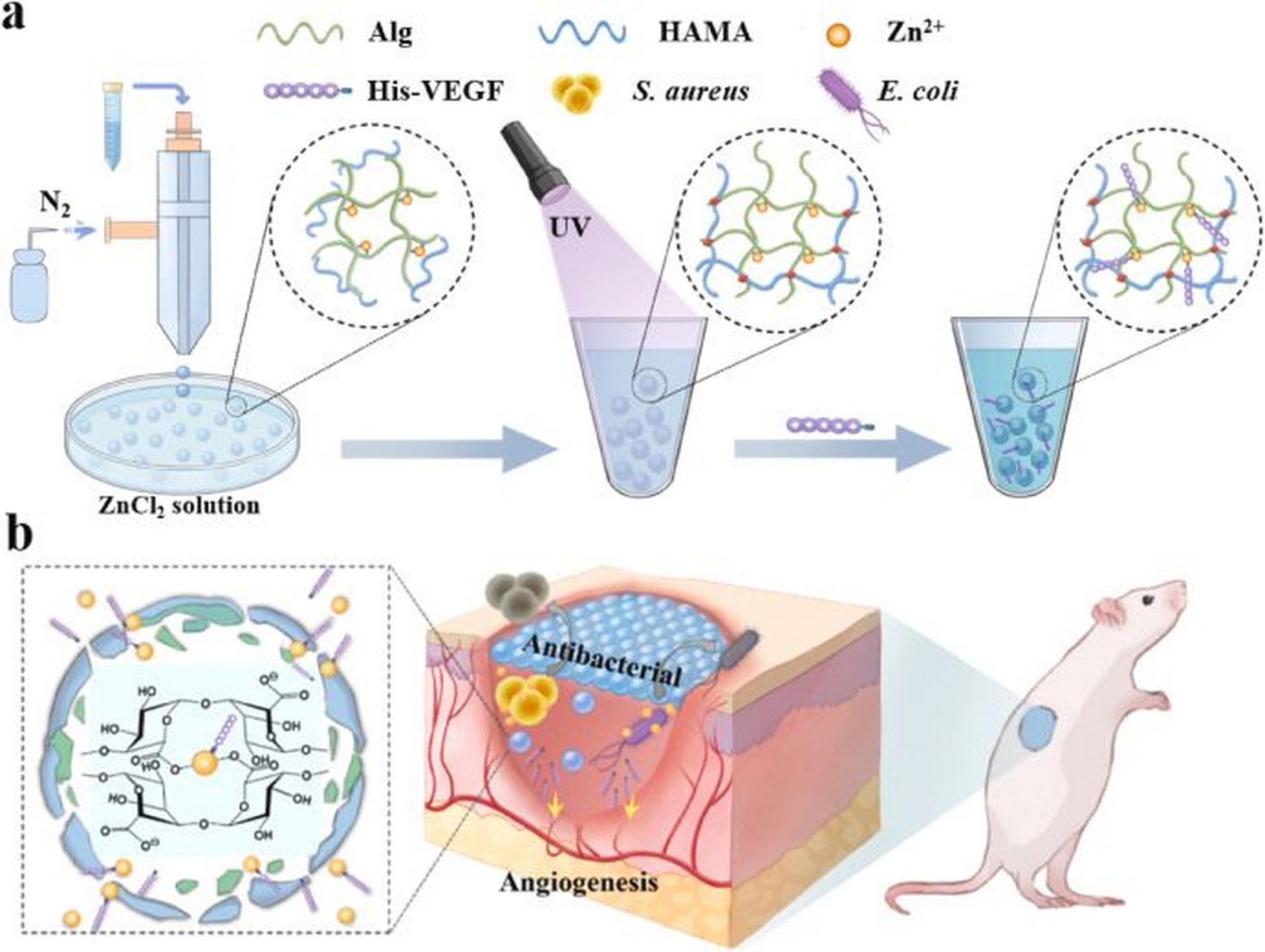 zn2 复合多糖微球 本文设计了一种基于气体辅助微流体的海藻酸盐(alg)