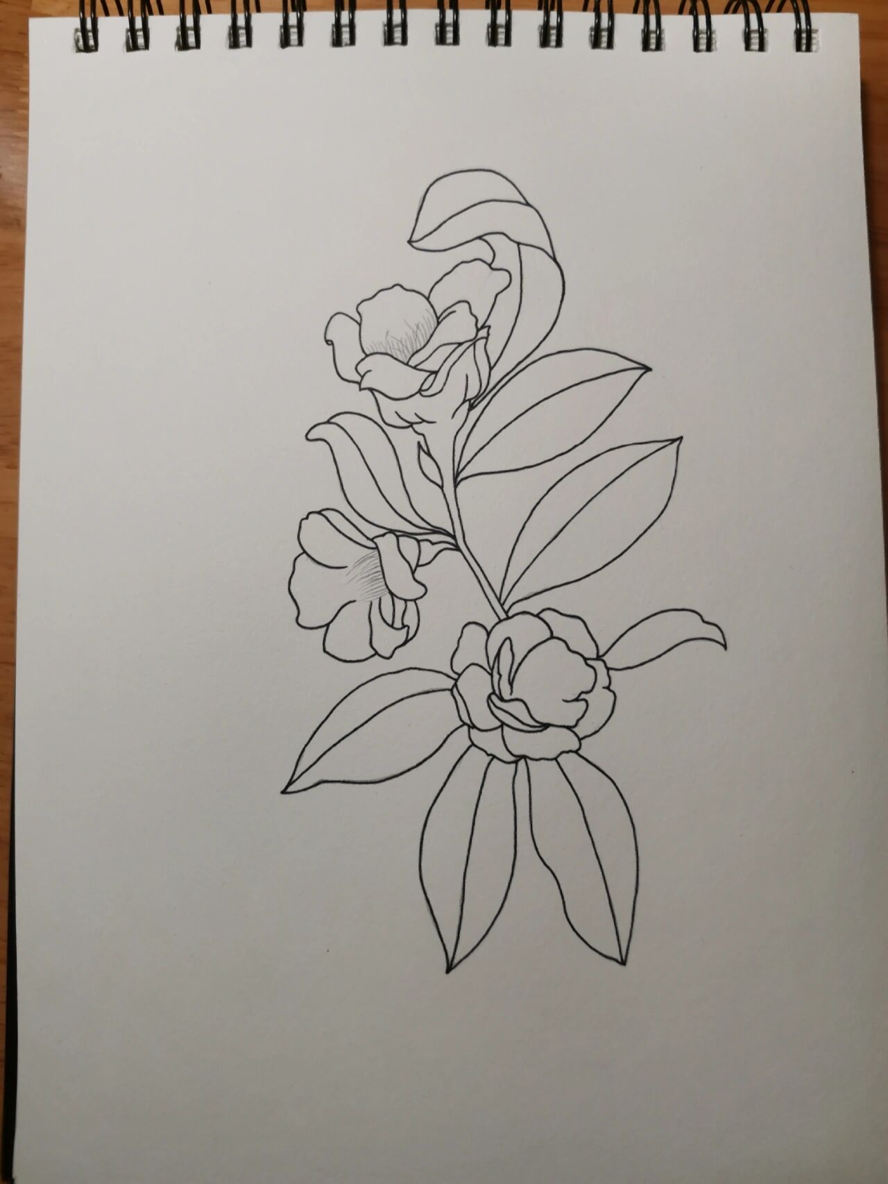 零基础学画画126～金花茶