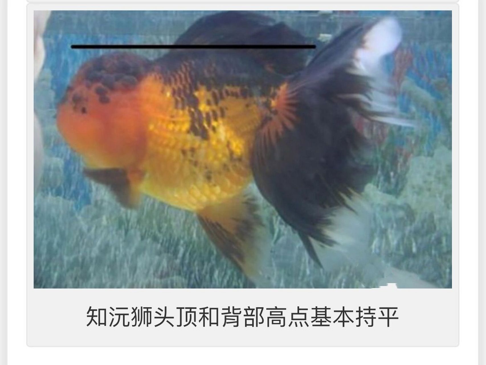 怎样区分泰狮,国狮和知沅狮(完结篇)       而头尾兼顾的典范就是知沅