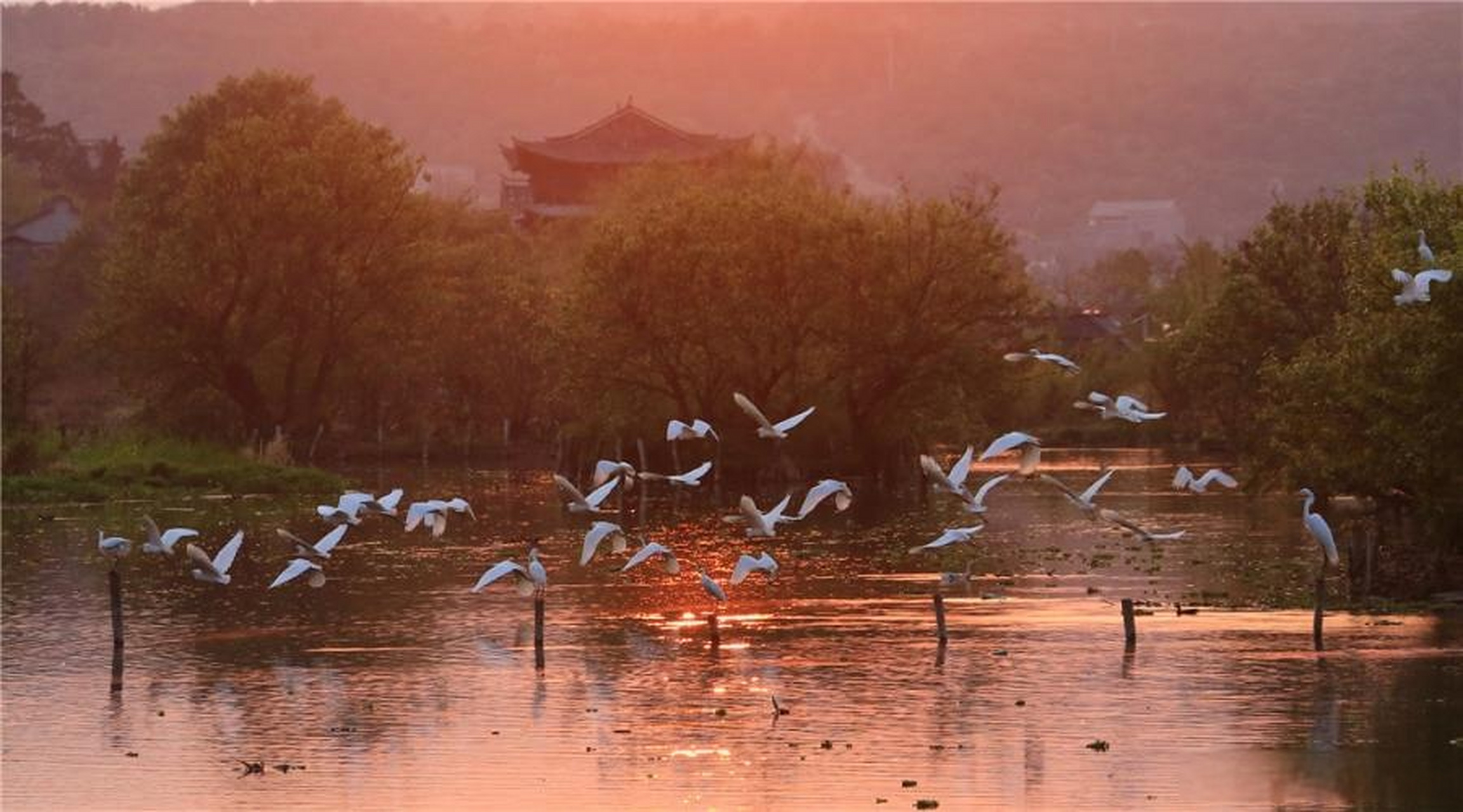 20公分垂柳树多少钱一棵呢