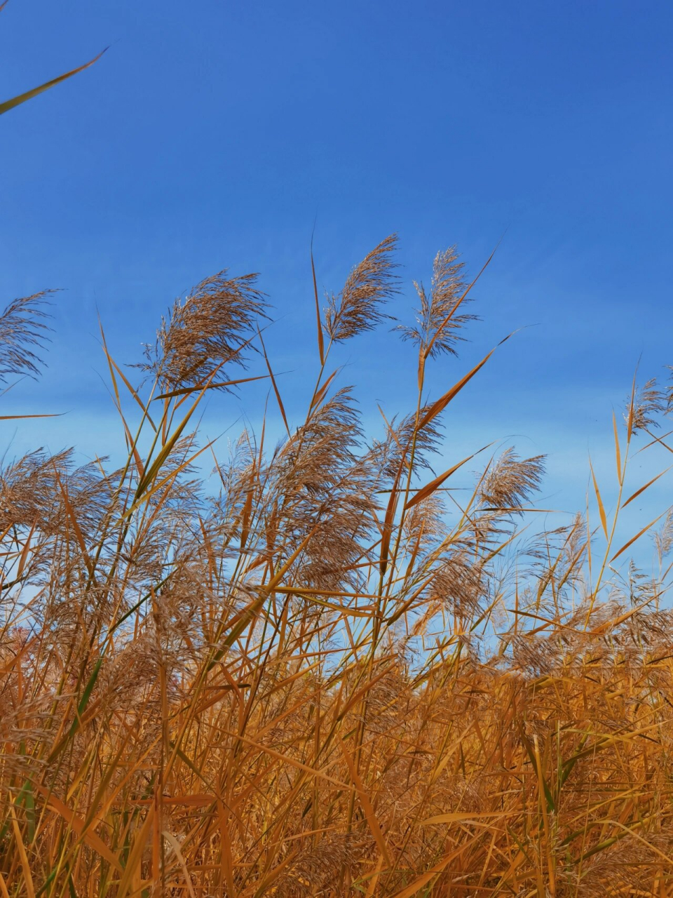 植物日记|芦苇 蒲棒,芦花和荻花秋季水边三元素缺了谁都不完美.