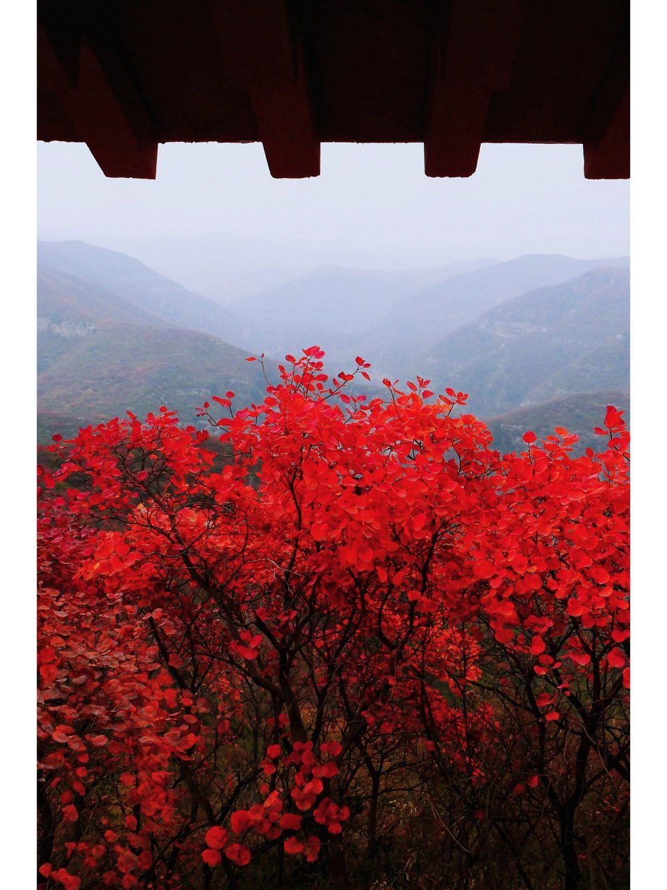 焦作 | 窄门峡谷,红叶飘飘