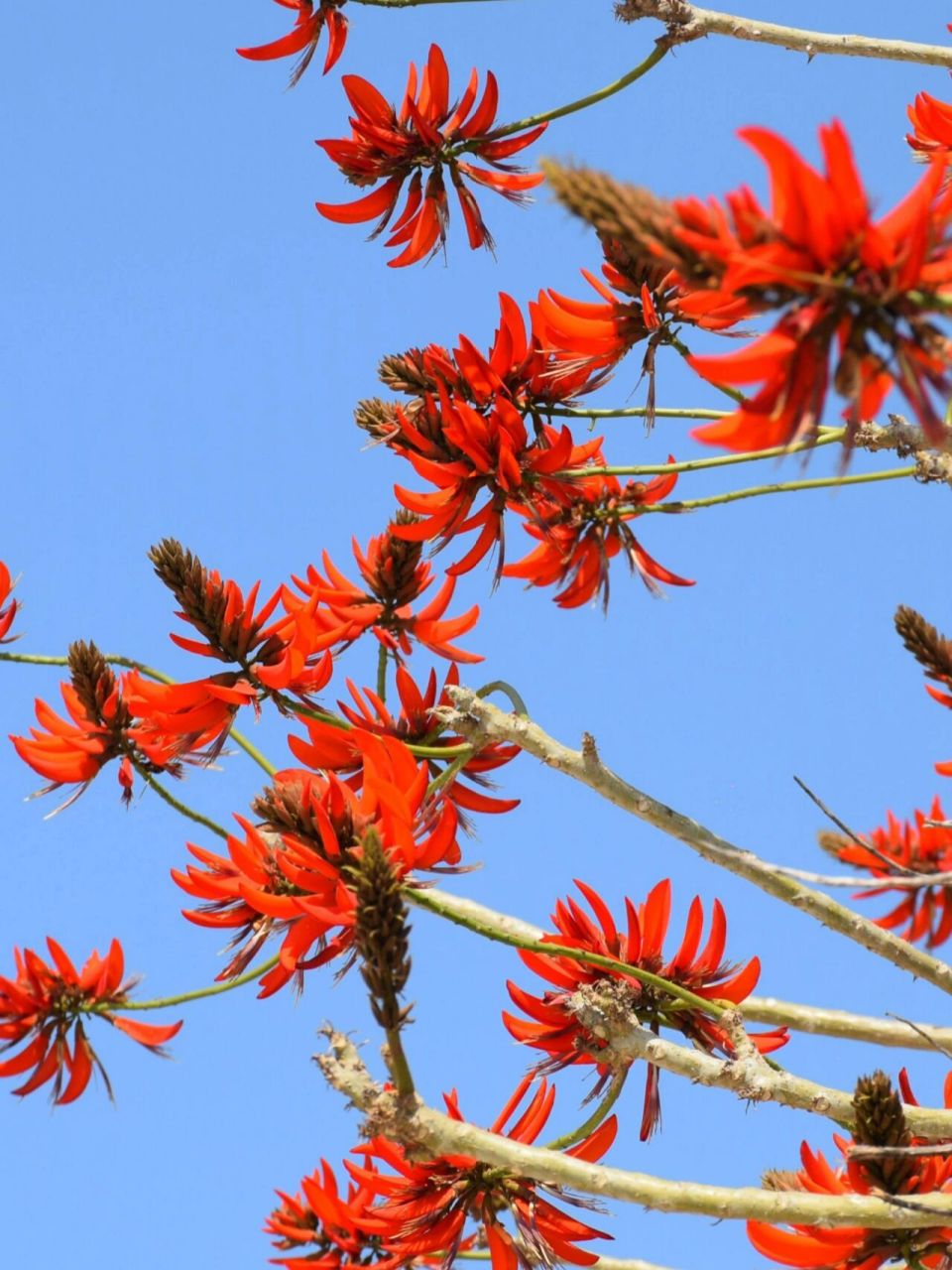 泉州市花刺桐花图片