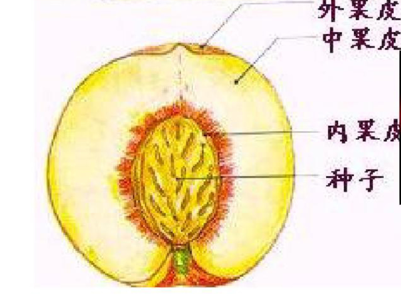 一个真正完整意义上的真果结构分为种子,果皮
