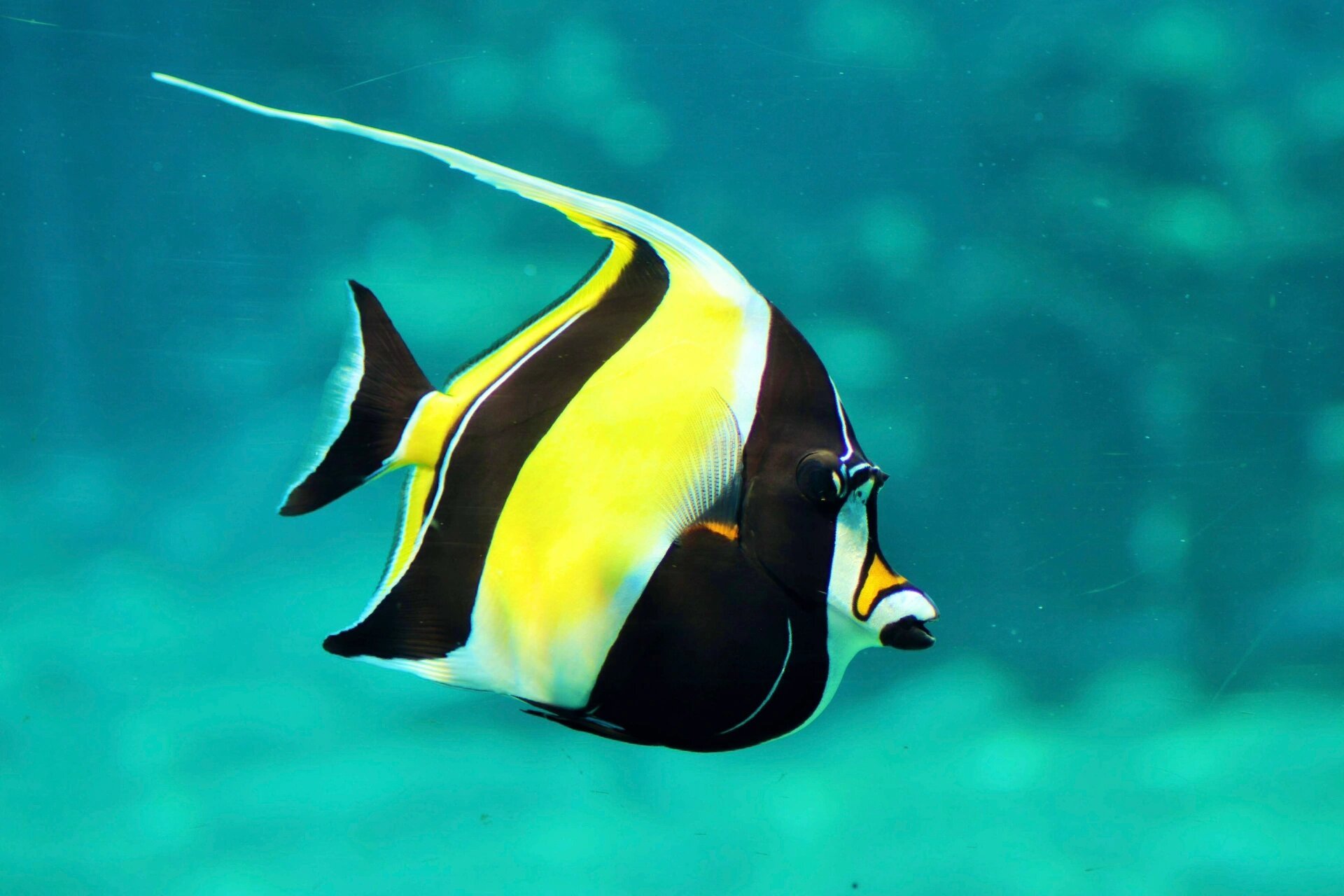 角蝶鱼|嘴巴嘟嘟背鳍长长身体扁扁 98 fantasea·奇妙海洋 	 128.