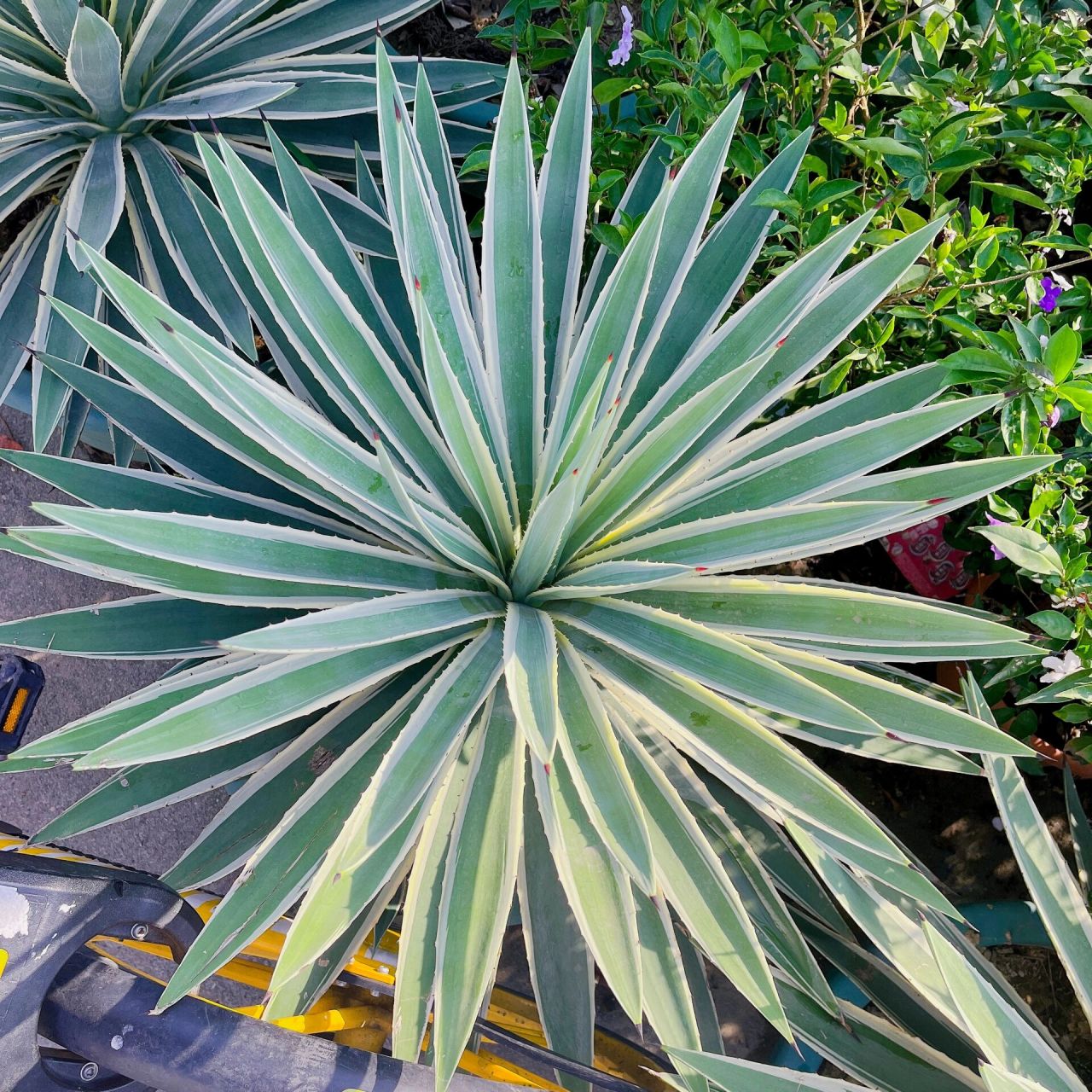 龙舌兰 龙舌兰为石蒜科植物 龙舌兰(agave americana l.)的叶.