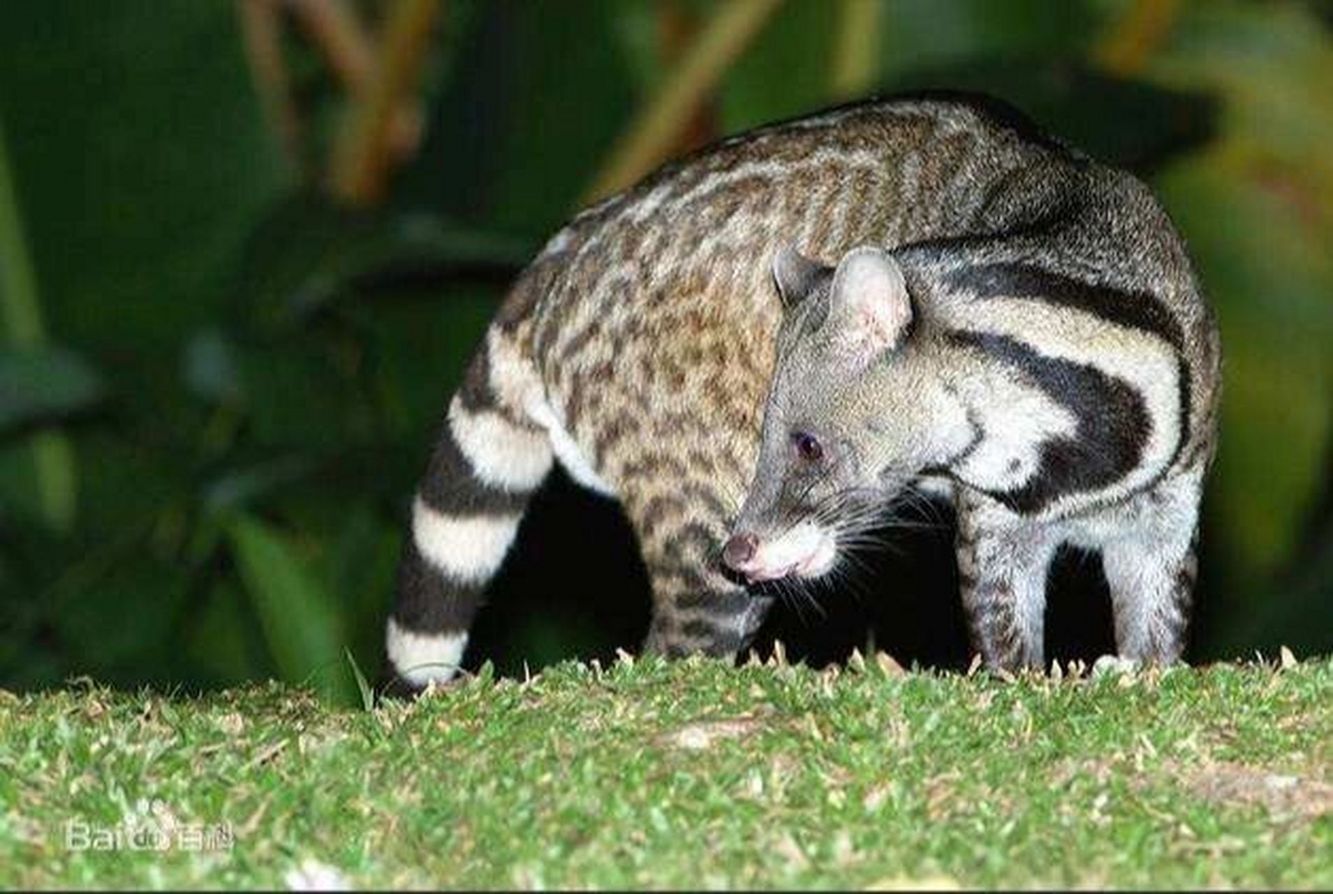 级一级重点保护野生动物——大灵猫 大灵猫俗名麝香猫,九江狸,九节狸