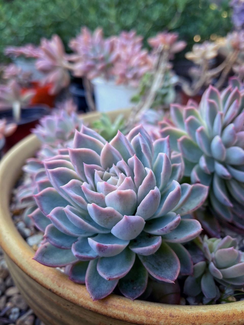 地栽多肉—紫罗兰女王 thursday 29 jul 2021 悉尼封城延长四周 就