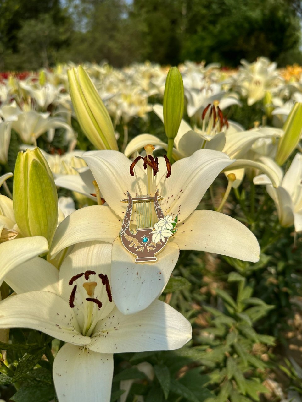 旅行者,你见过塞西莉亚花吗?