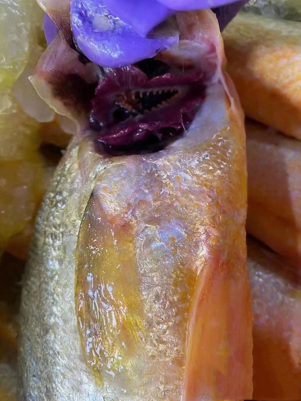 纯渤海湾野生黄花鱼 功效与作用 抗衰老,健脾开胃,补血益气 黄花鱼又