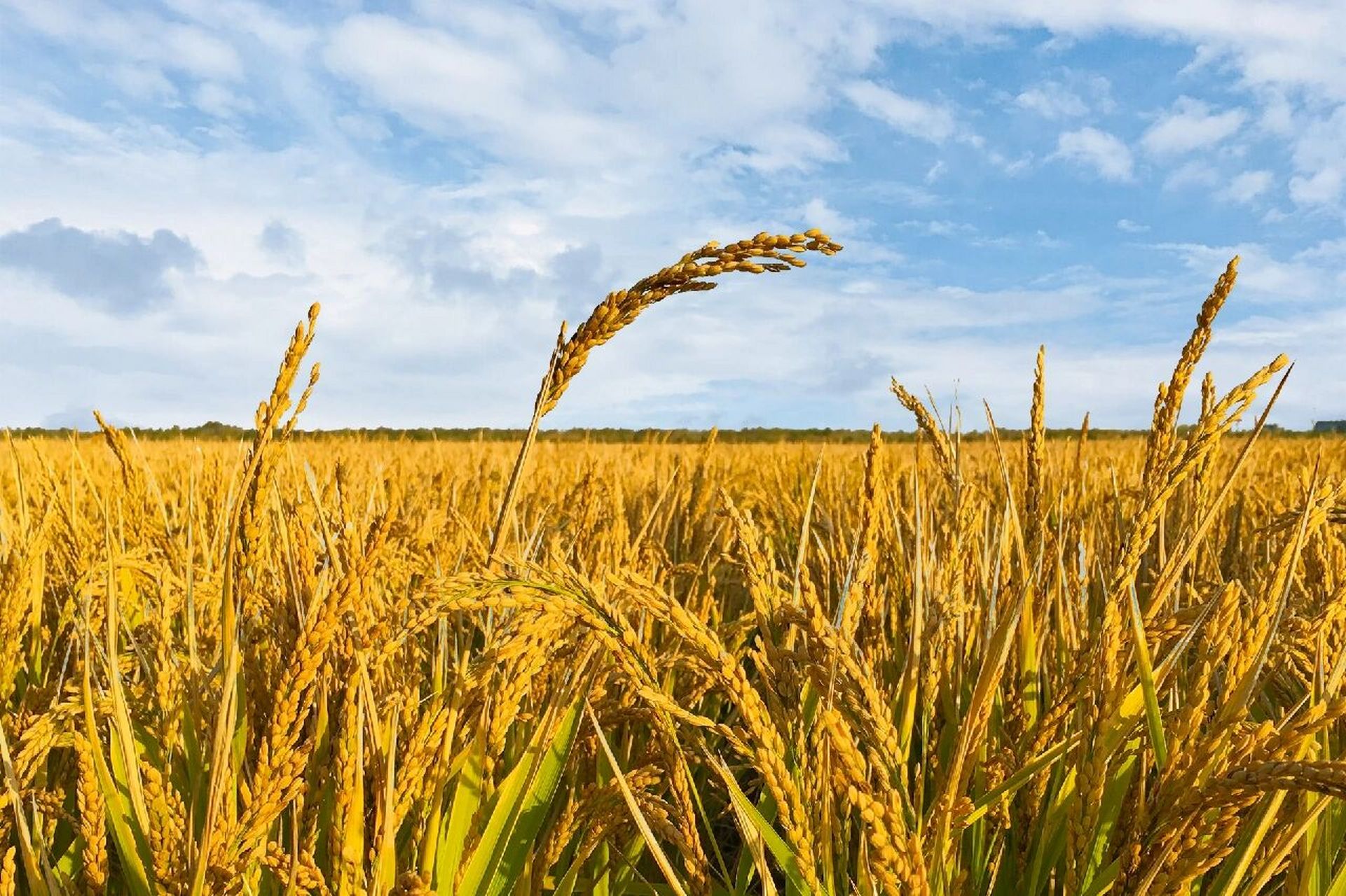 风吹麦浪沙沙作响的声音就是