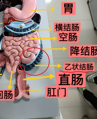 这个区域里有好几样重要的东西.首先是肠子,主要