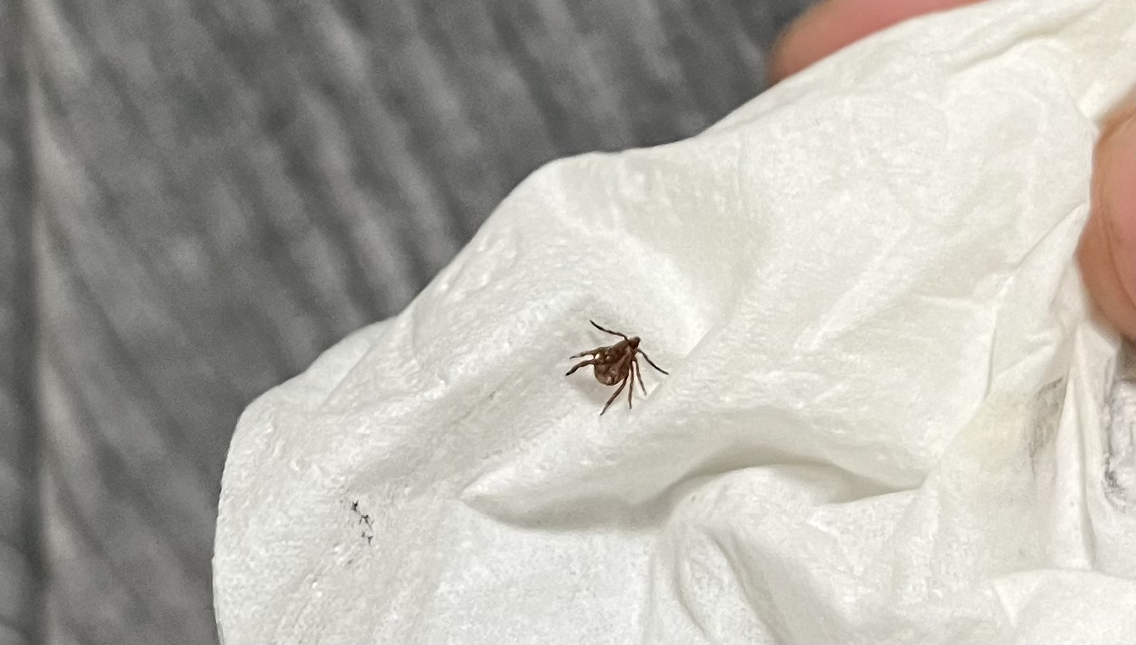 一个半月就发现有虱子,途手抓了几个… 一身鸡皮疙瘩