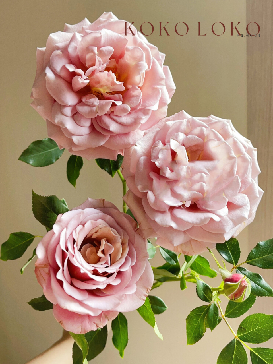 (多头玫)可可洛可』可可奶茶95 可可洛可这个多头玫瑰优秀了!