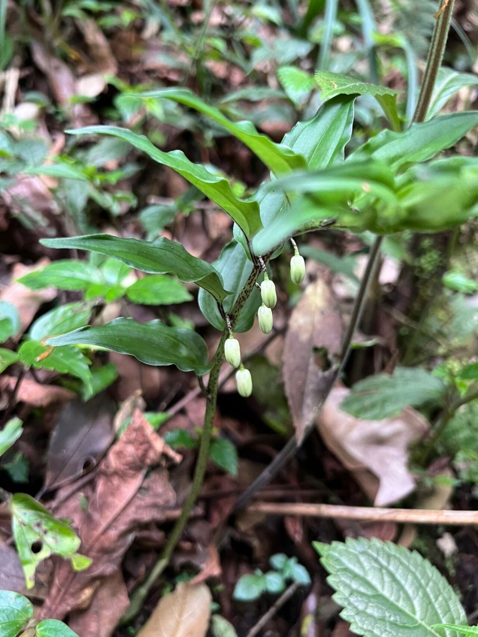 深裂竹根七 | 叶片神采飞扬,花朵含蓄低垂 花名:深裂竹根七 科属:百合