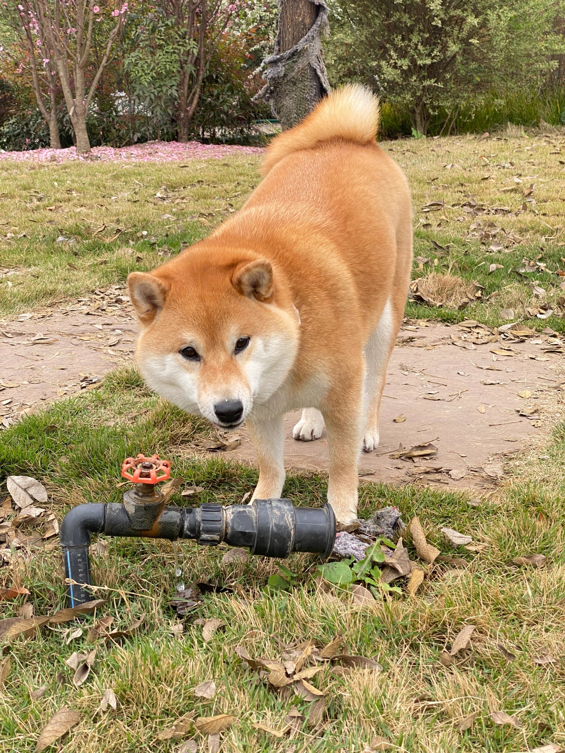 柴犬智商排名图片