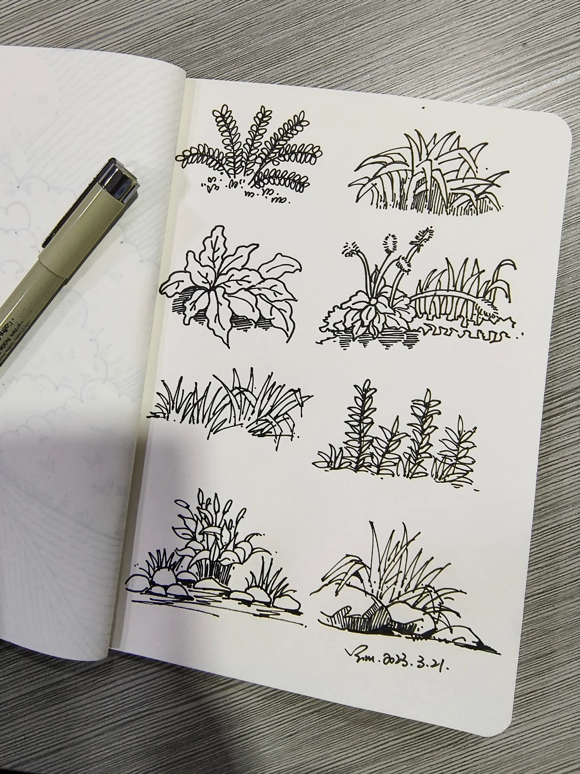 植物简笔画 | 速写 | 植物.@海月落日在的动态
