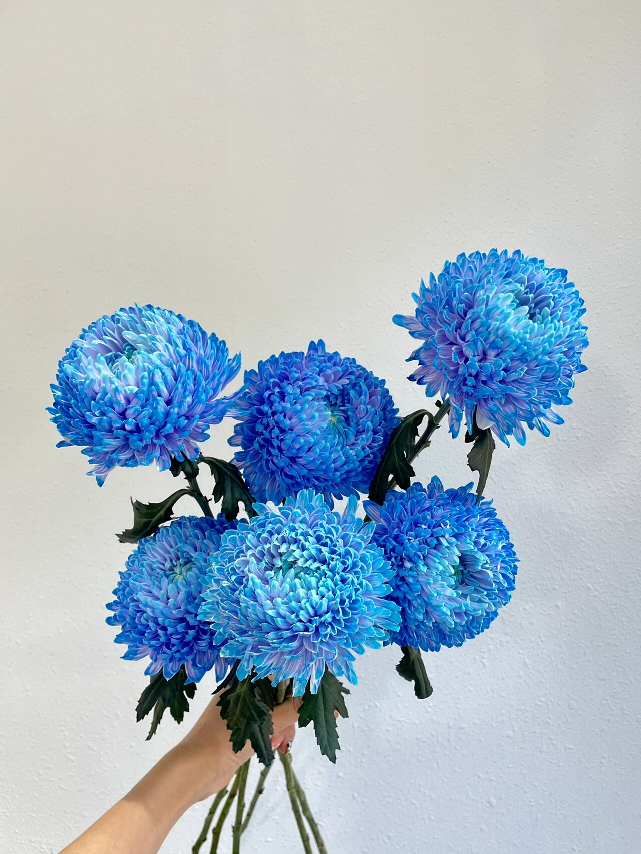 蓝色牡丹菊 圆滚滚的花型,花期长,夏天必备花材