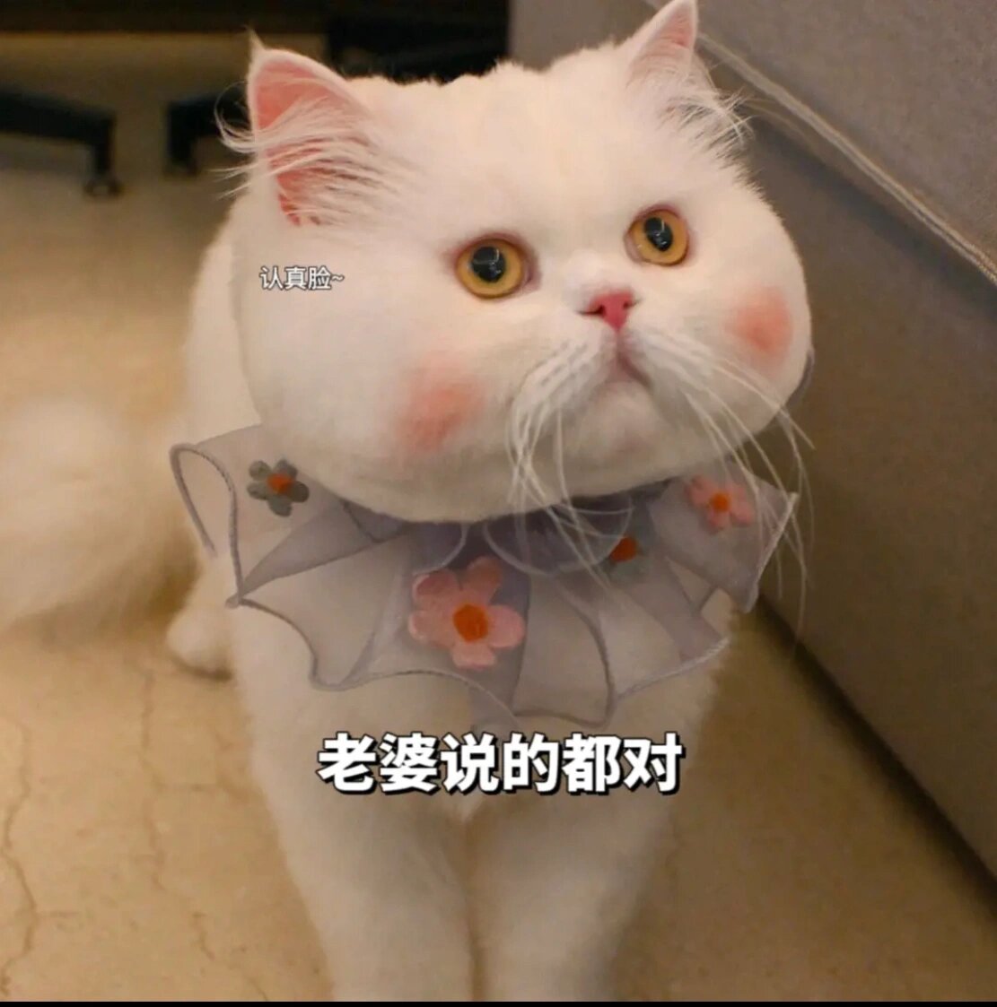 道歉猫猫表情包