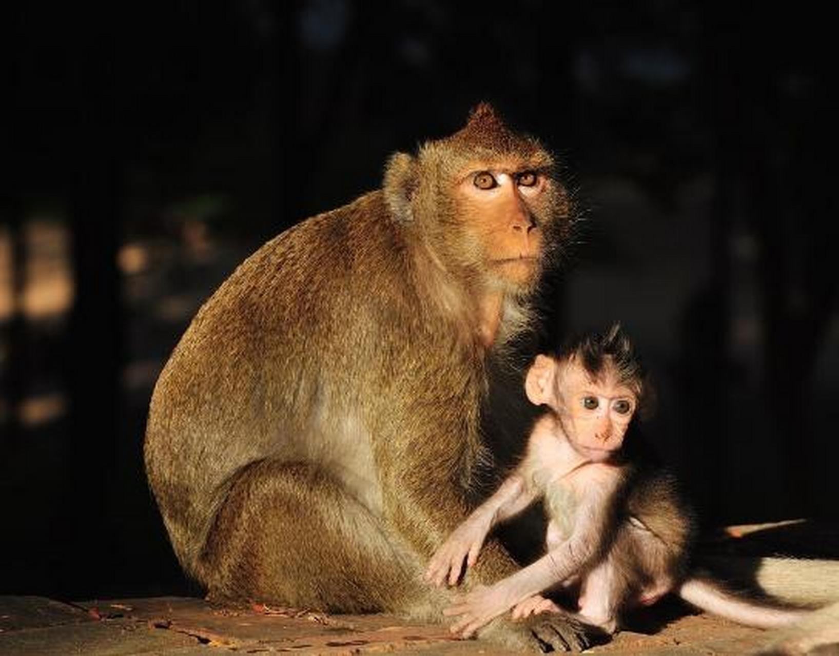 濒危猴类被用于降糖药实验引发争议 降糖药ozempic和