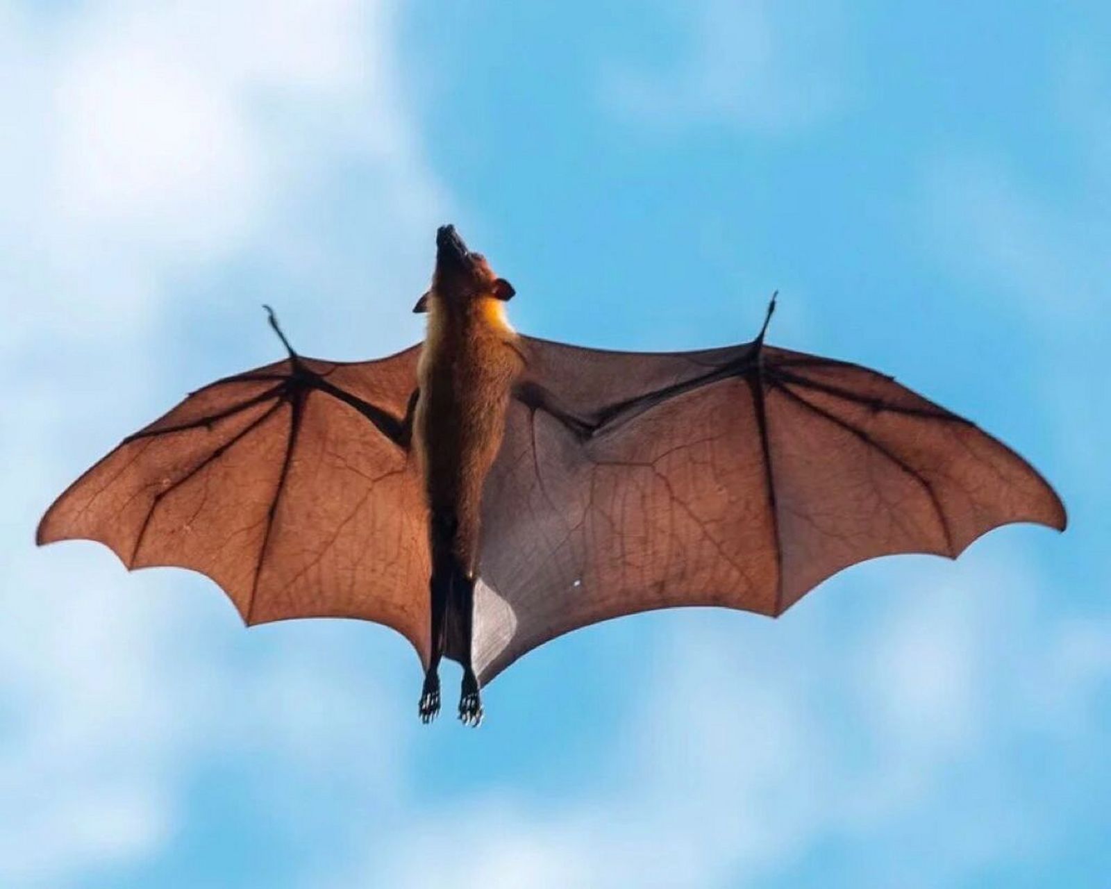 蝙蝠的翅膀实际上是非常大的手 每个翅膀都有一个拇指和四个手指.