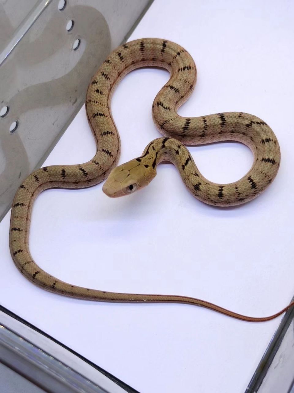 王锦蛇苗 王锦蛇苗 1