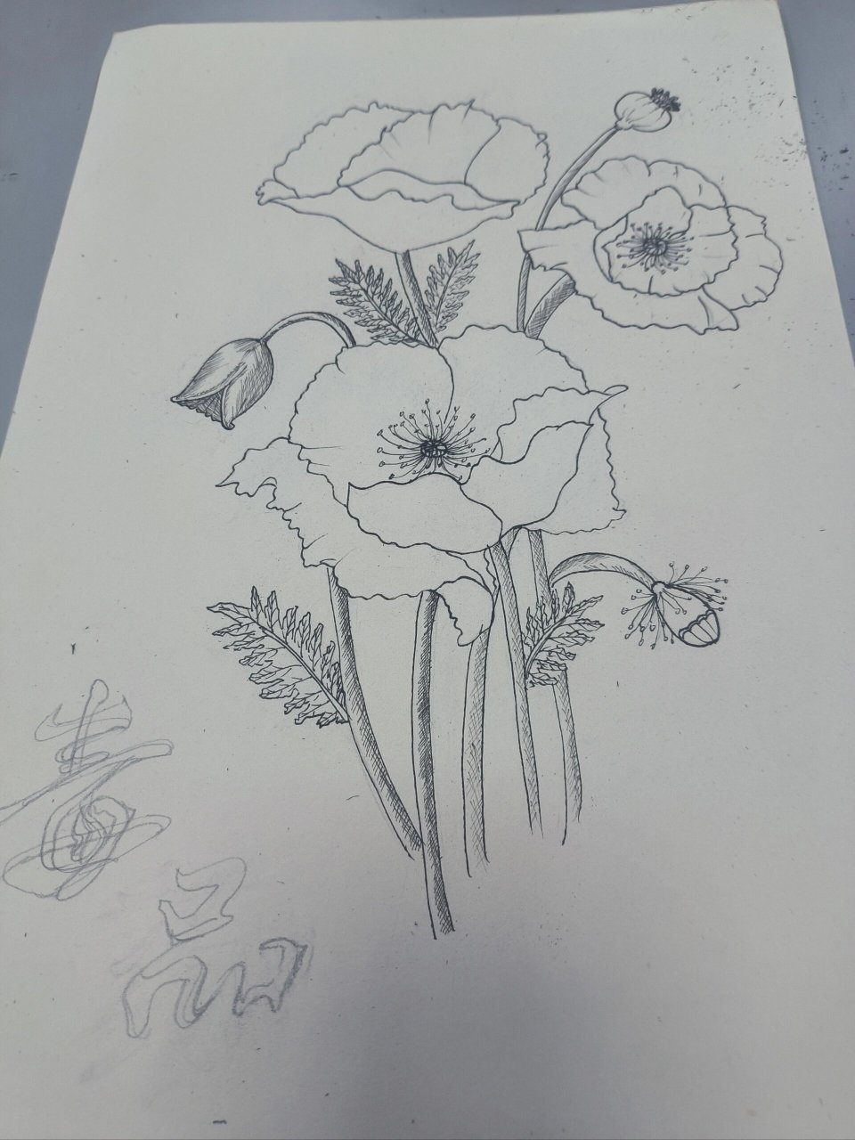 禁毒绘画主题画【罂粟花】 早教人的作业,图片上是罂粟花,第一次画这