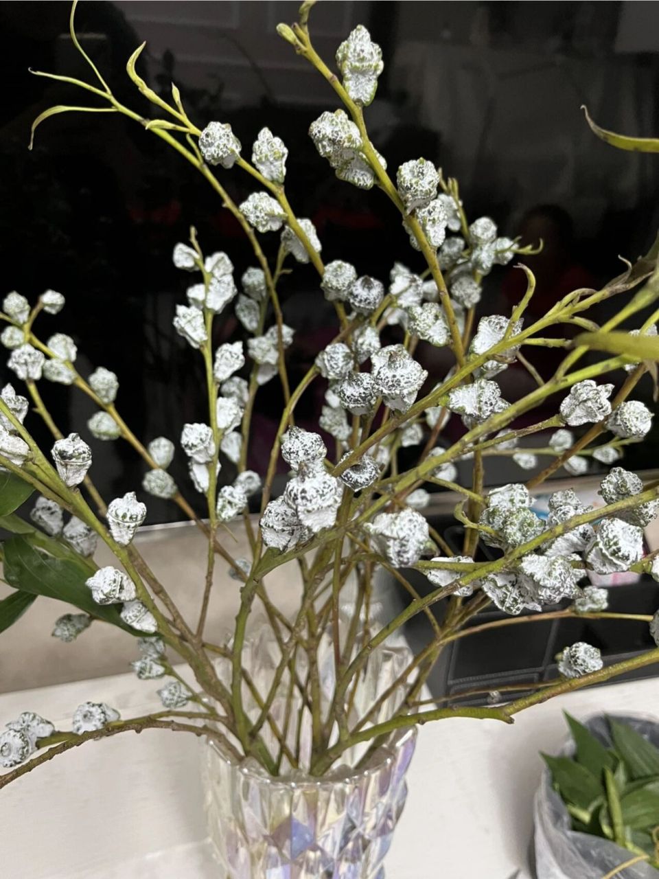 尤加利果分两种,一种是鲜花,一种是干花.