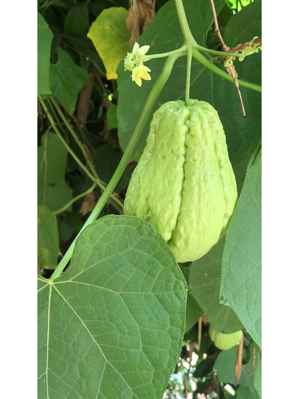 佛手瓜 我们地方叫杨瓜,你们地方叫什么?