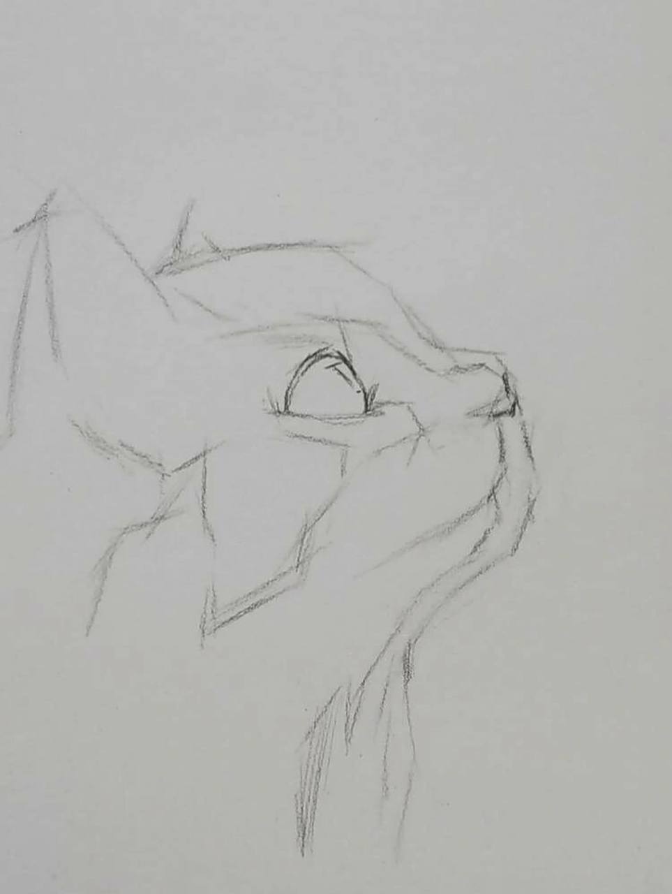 可爱侧脸猫: 第一步:短线条起形带出猫咪的侧面轮廓,和眼睛鼻子,嘴巴