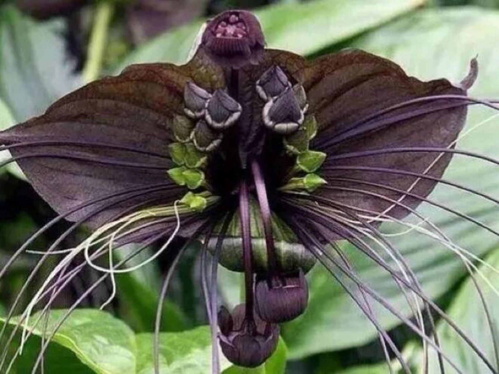 每日一花|箭根薯 箭根薯:别名蒟蒻薯,老虎须,山大黄,大水田七,大叶屈
