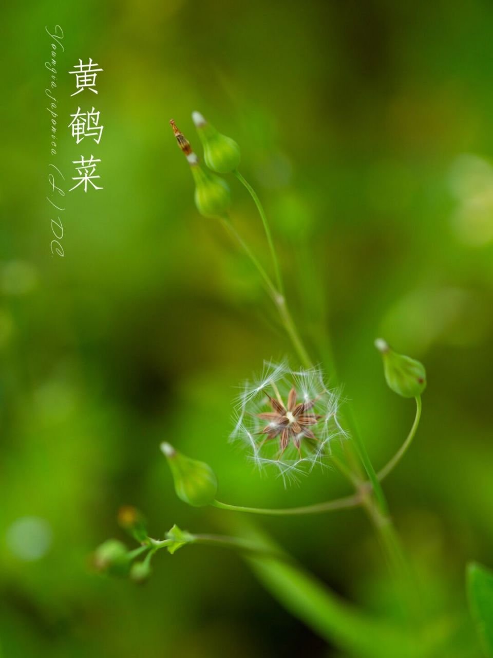 黄鹌菜的种子图片