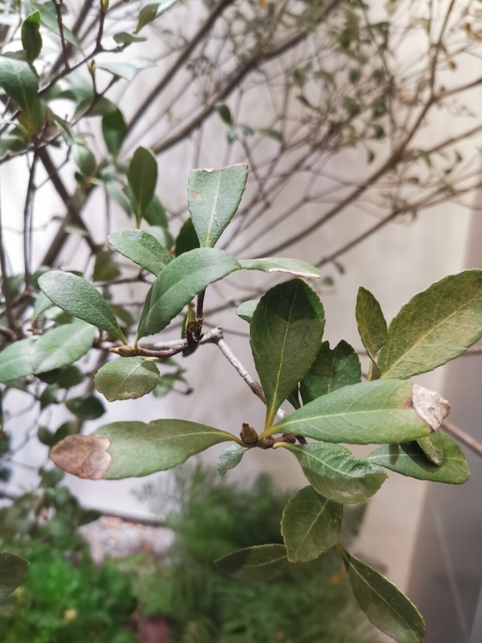 室内石斑木怎么养?