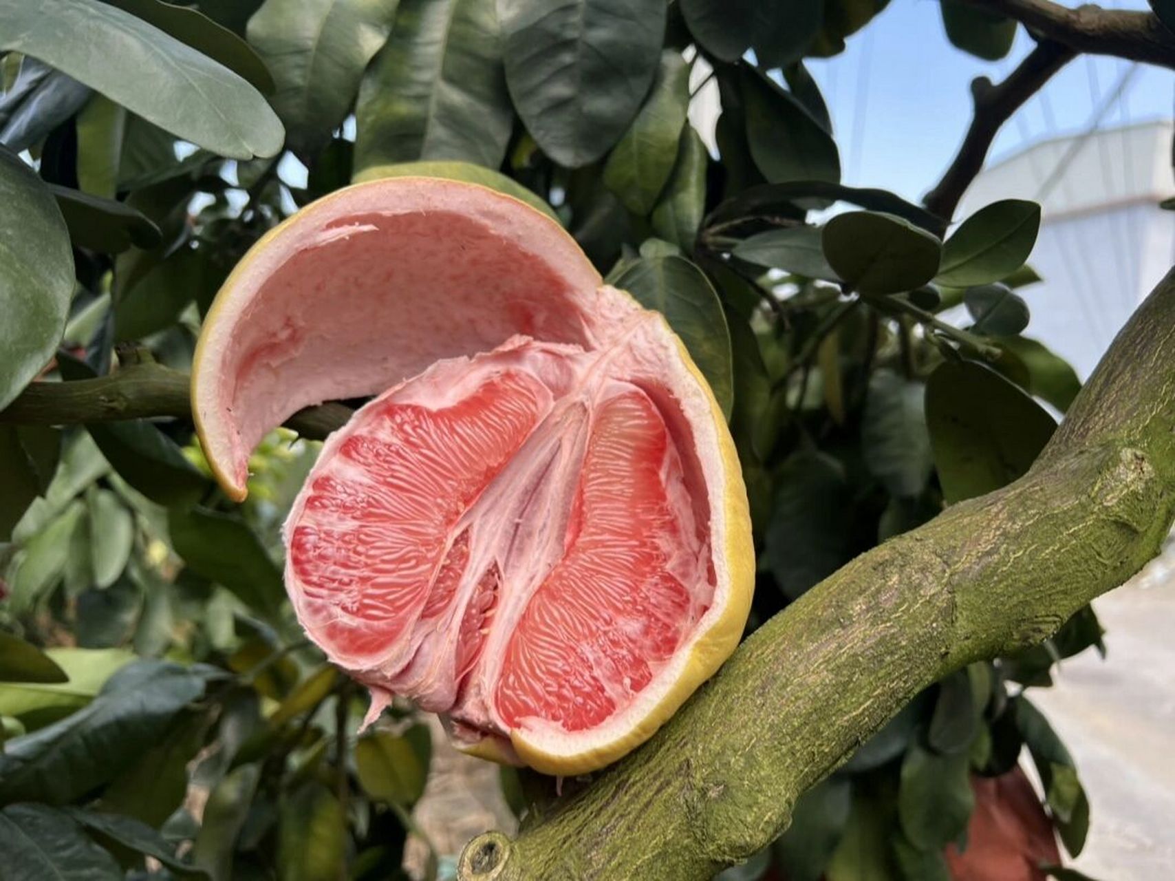 福建平和三红蜜柚 ❤️平和三红蜜柚 正是皮红-海绵层红-果肉红 