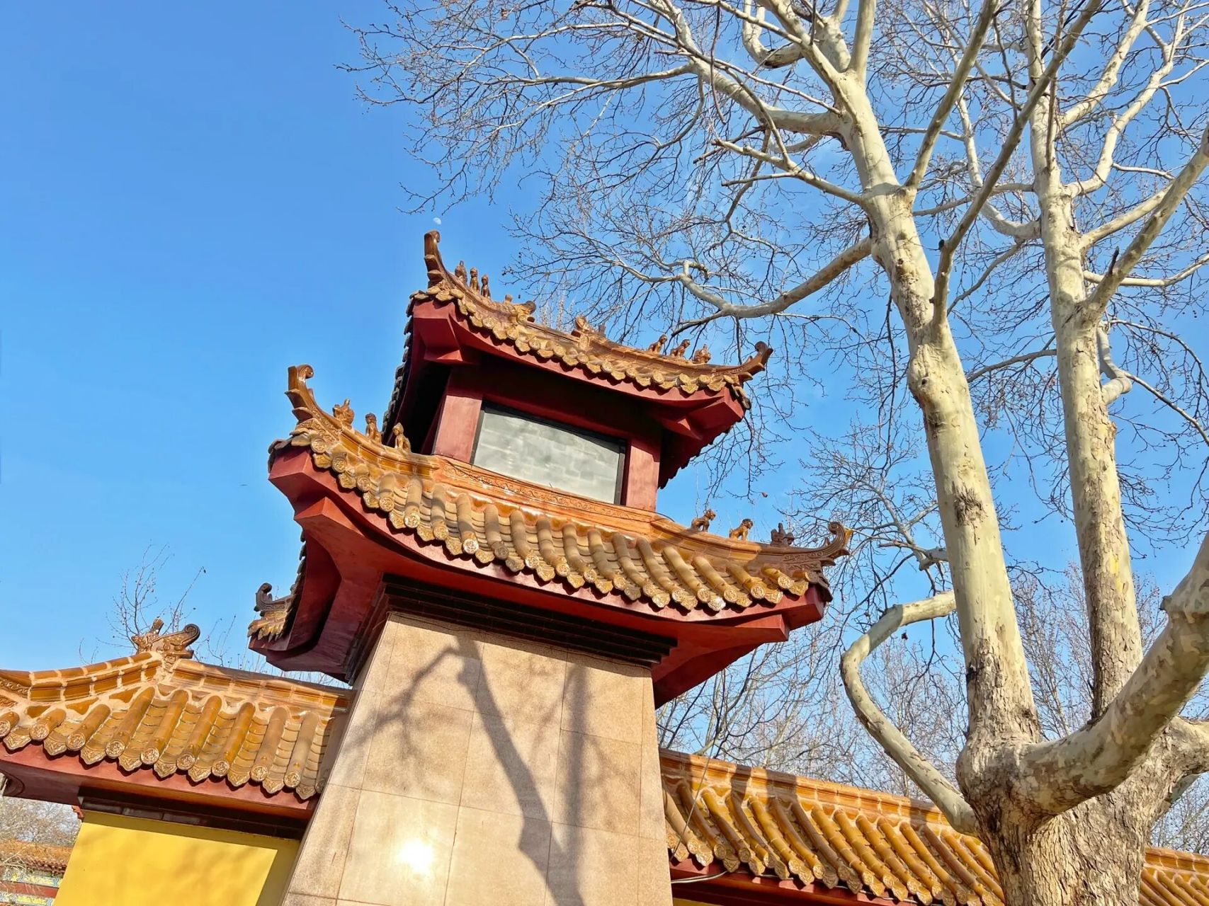 山东高密-凤凰公园 年年岁岁花相似94 岁岁年年人依旧95