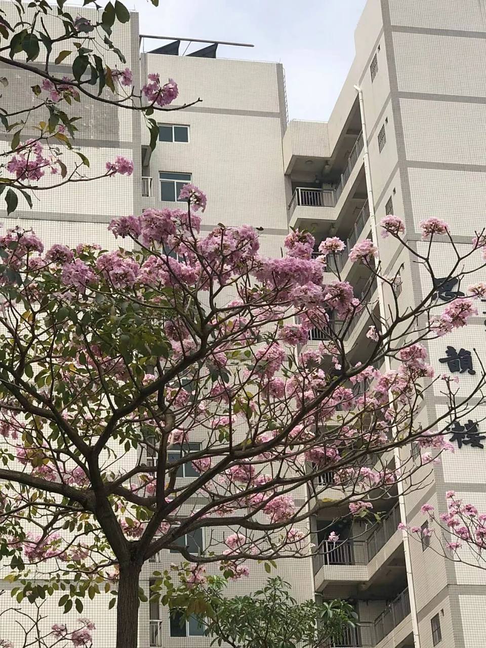 江门职业技术学院 学校简介 学校名称:江门职业技术学院 学校代码