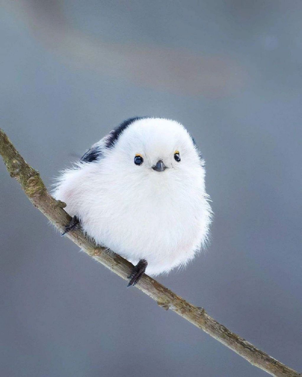 好像一只圆滚滚的乒乓球,真让人担心它还飞得起来吗?