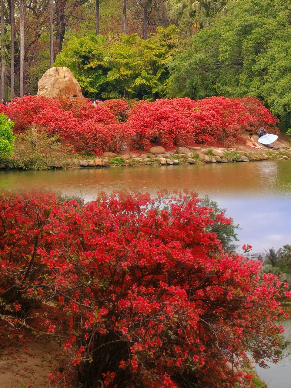 走花路吧94广州春日赏花天花板丨华南植物园  94华南国家植物园的