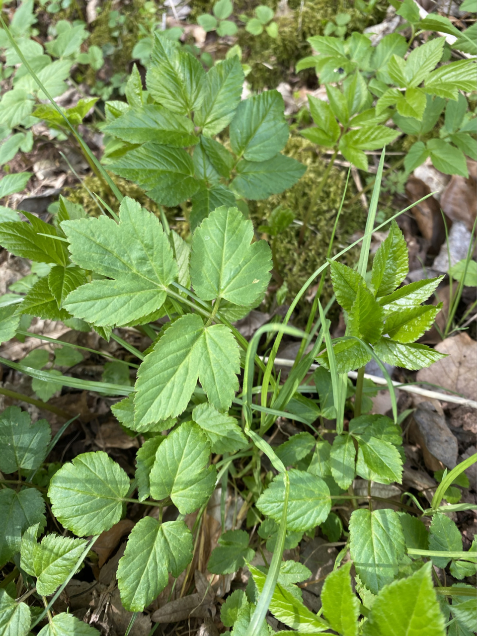 大山里的野芹菜 老山芹或者野芹菜就是它了,有欧芹和香菜的味道.