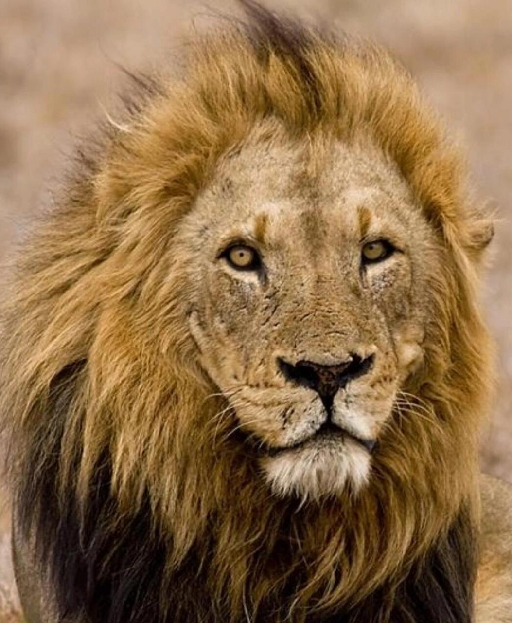 斯巴达狮群本来很安稳,秃尾巴也健康的成长起来.