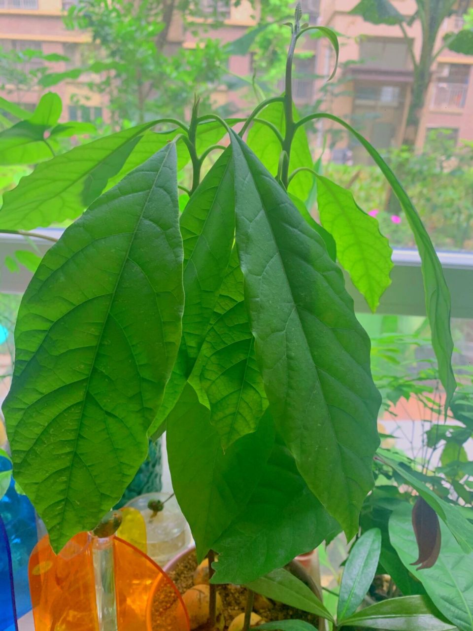 浇透水,等一个小时,叶子就会立起来了