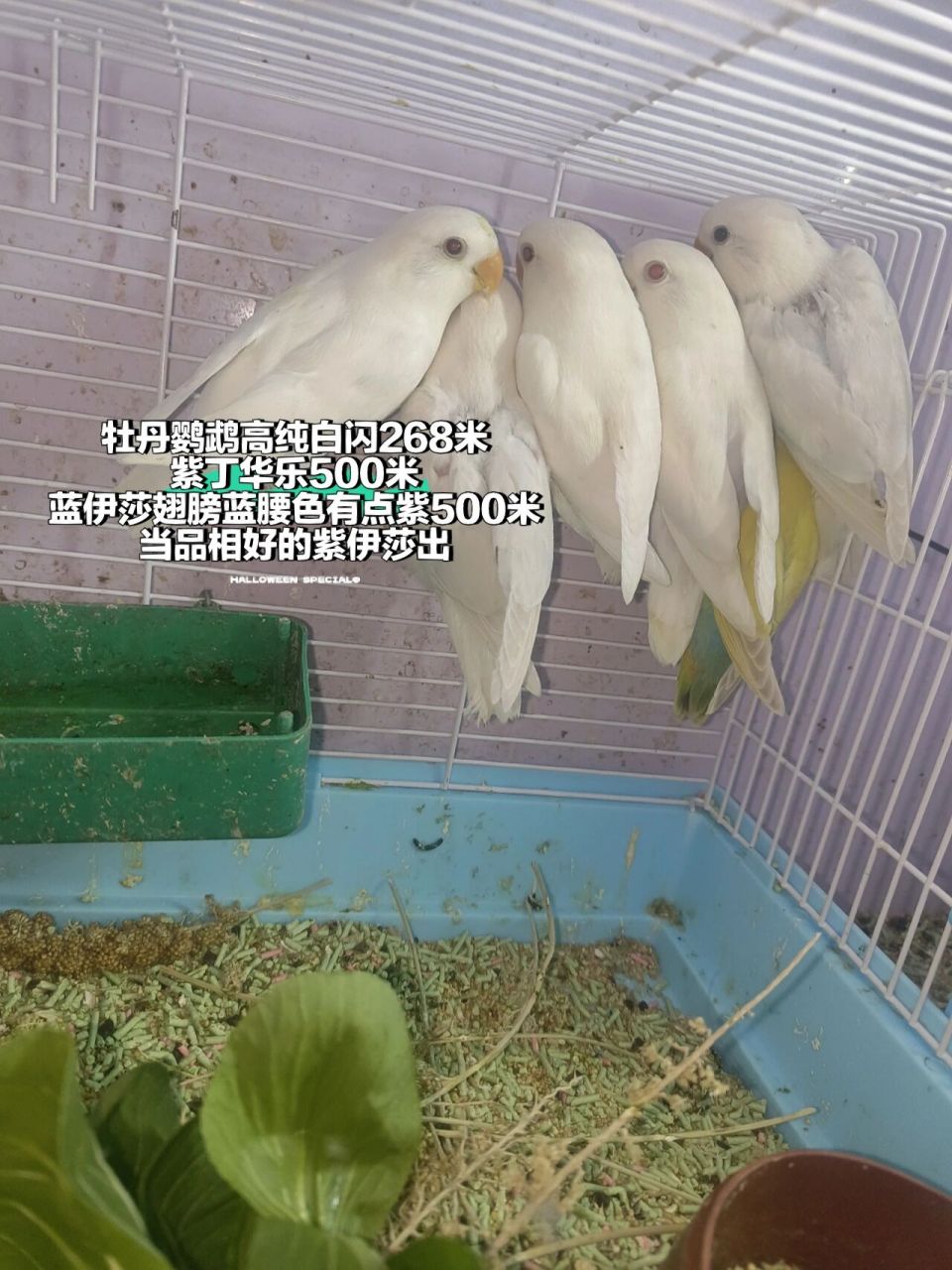 牡丹鹦鹉面类白闪价格268 牡丹鹦鹉高纯价格白闪268米 紫丁华乐500米