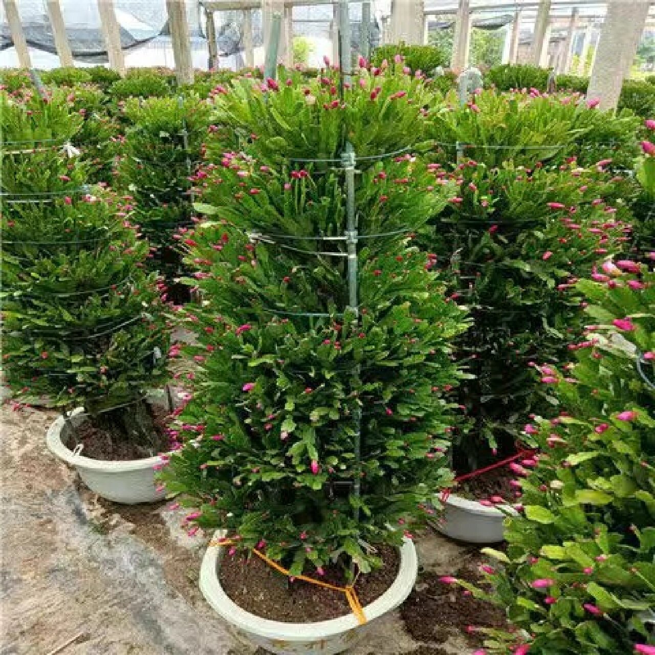 龙骨嫁接多层蟹爪莲 快春节 花也开的差不多了 不错的年宵花