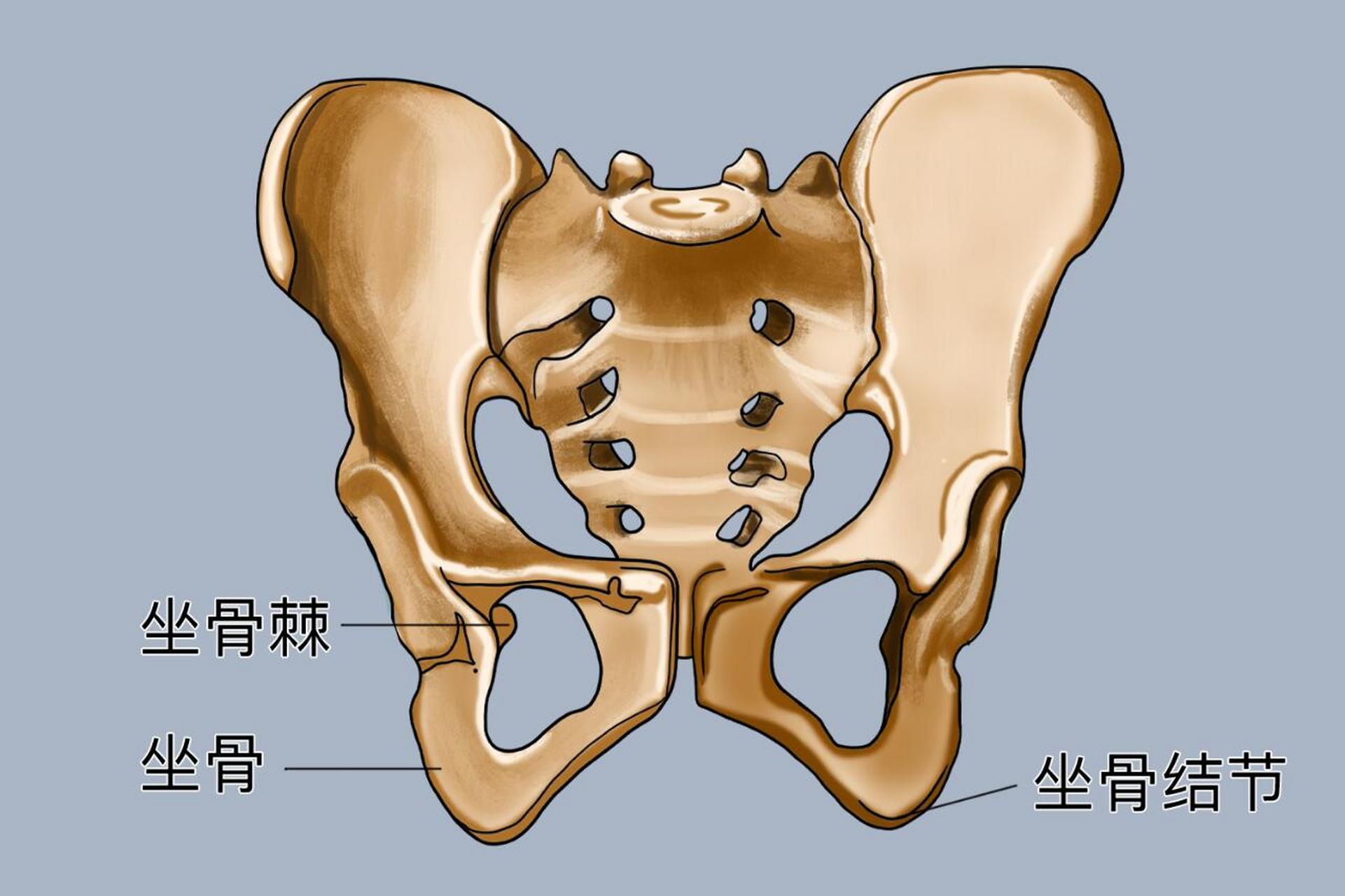 骨盆与坐骨图片图片