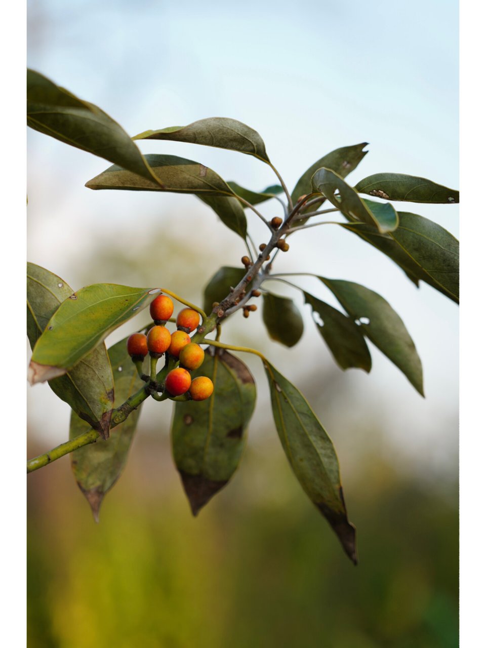 舟山新木姜子|佛光树 舟山新木姜子,樟科新木姜子属乔木,9-10月开花,1