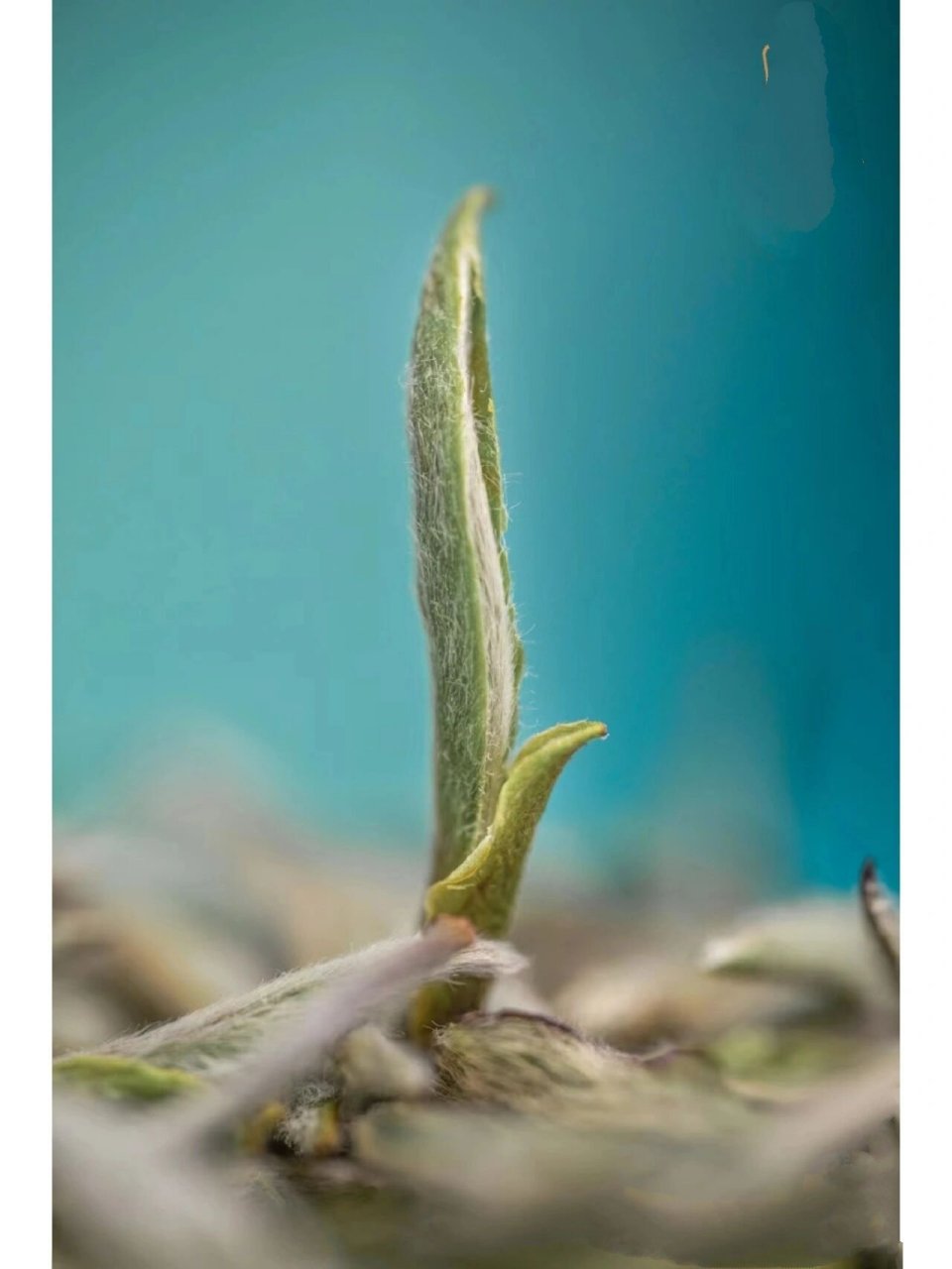 为茶毫和发霉的白毛,不会有人分不清吧?