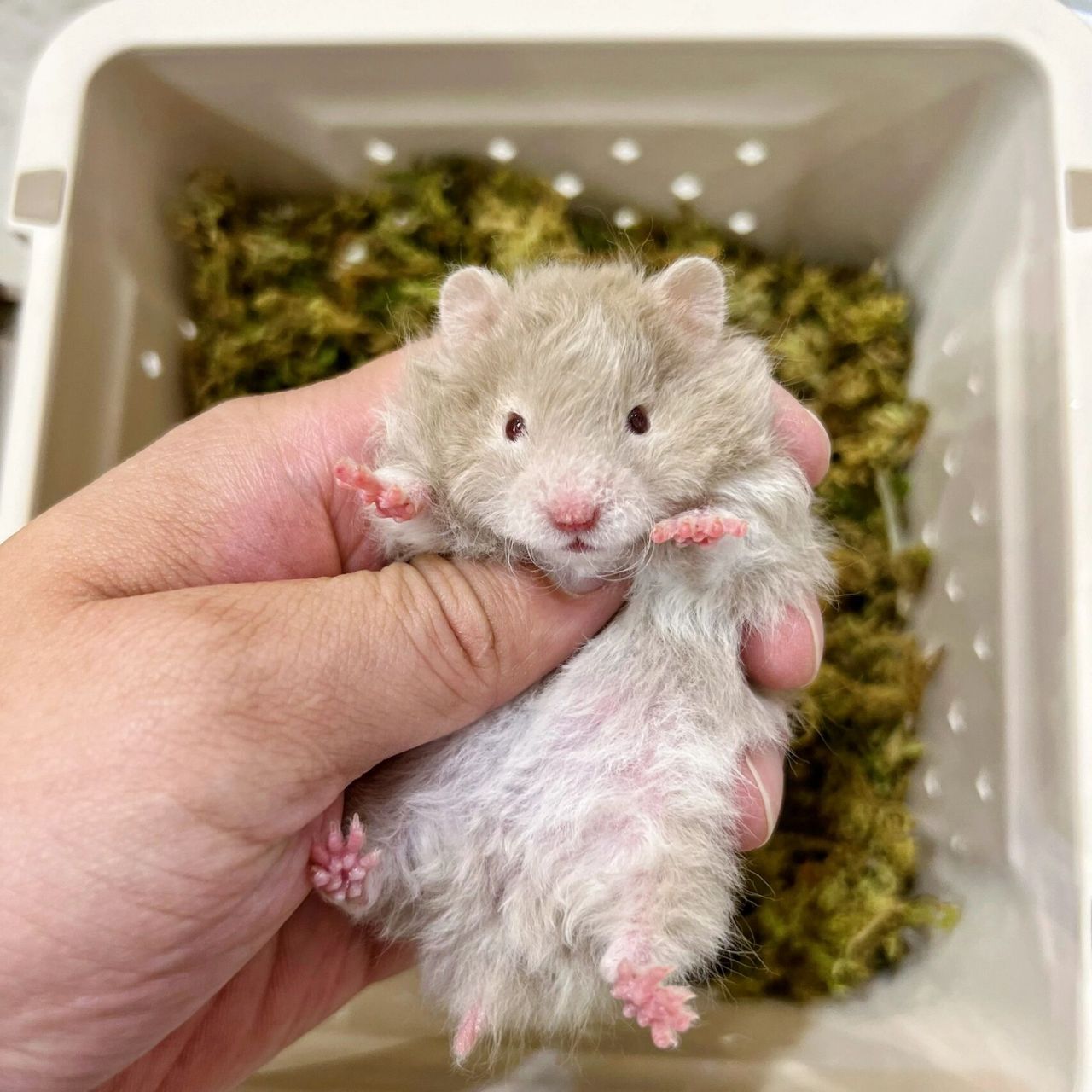 金丝熊和侏儒仓鼠的区别 很多人认为熊93类仓鼠和侏儒91只是外形