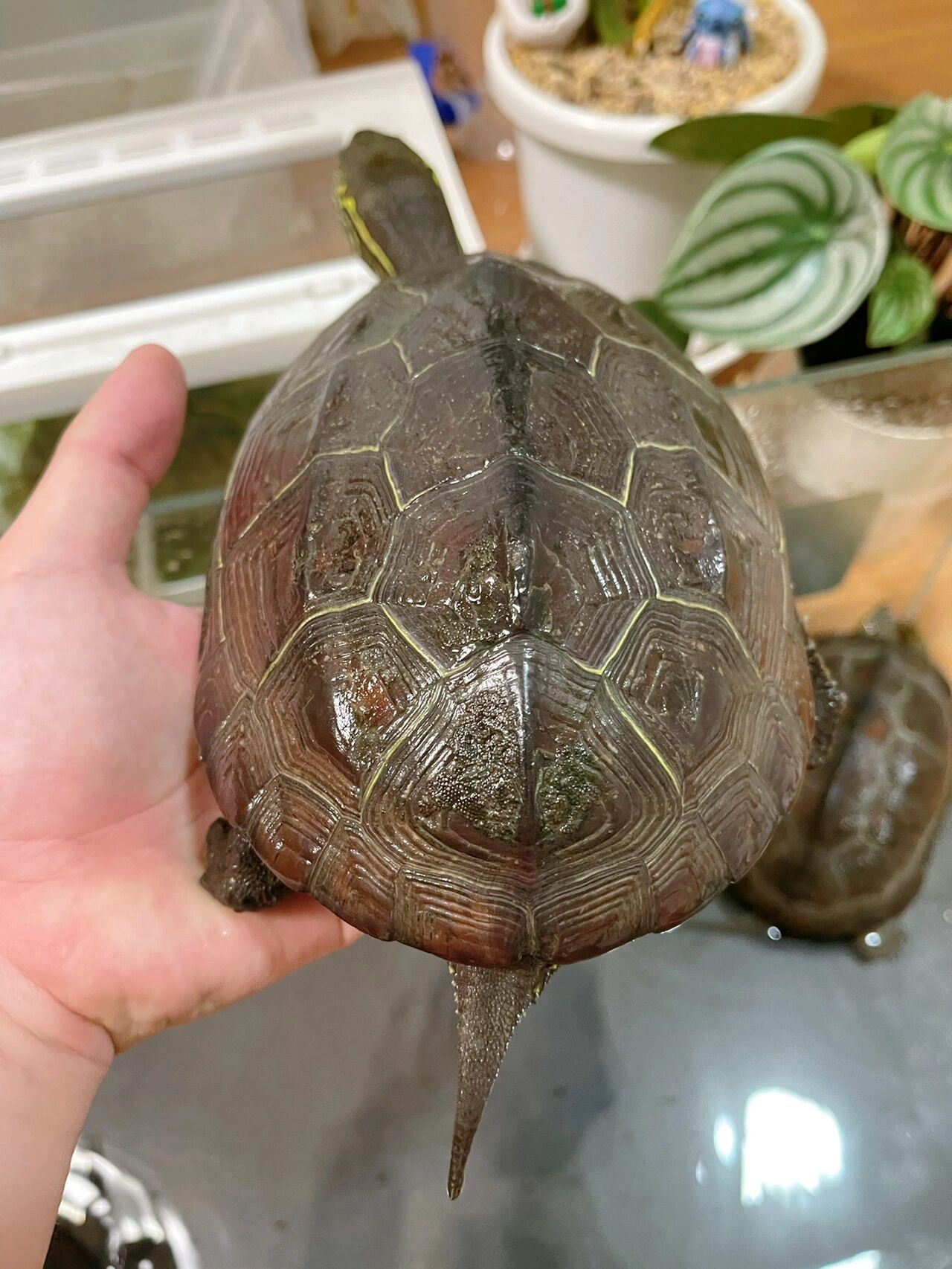 日本山麓地区野生大头草龟 浅谈一下日本当地的草龟生态～ 乡村环境