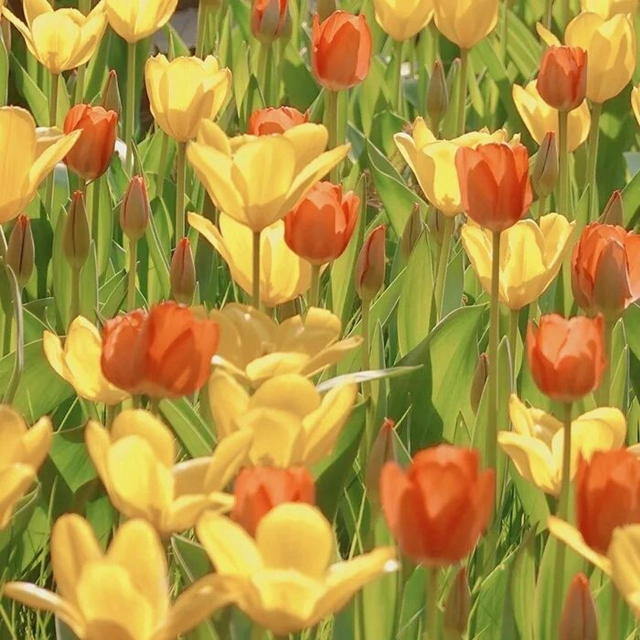 适合春天的花花头像 有些花再不去看就真的谢了08 有些人再不去陪就